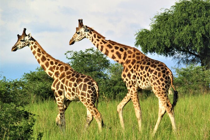 13 Days Private tour to discover Uganda's Best Safari - Day 4: A long road through western Uganda