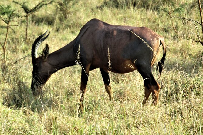 13 Days Private tour to discover Uganda's Best Safari - Day 5: Chimpanzee tracking in Kibale Forest
