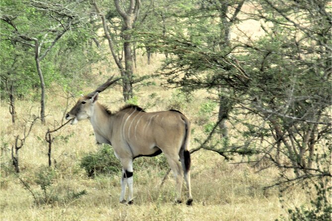 13 Days Private tour to discover Uganda's Best Safari - Days 8 and 9: From savanna to Bwindi gorillas
