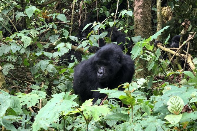 14 Day Pearl of Africa Uganda Classic Wildlife Safari - Why this Uganda route works so well