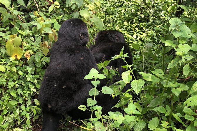 14 Day Pearl of Africa Uganda Classic Wildlife Safari - Days 1 and 2: Kampala, rhinos, and the road north