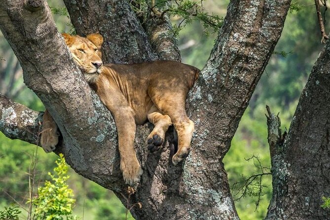 14 Days Uganda Safari Adventure, Gorilla Trekking and WildlifeTour - Why this route offers more than a standard safari