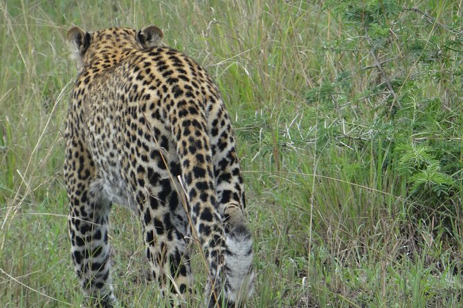 14 Days Uganda Safari Adventure, Gorilla Trekking and WildlifeTour - Days 6 to 8: Queen Elizabeth, Kazinga Channel and Ishasha