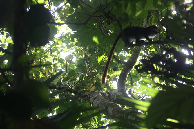 14 Days Uganda Safari Adventure, Gorilla Trekking and WildlifeTour - Days 9 to 11: Volcano country and the gorilla trek
