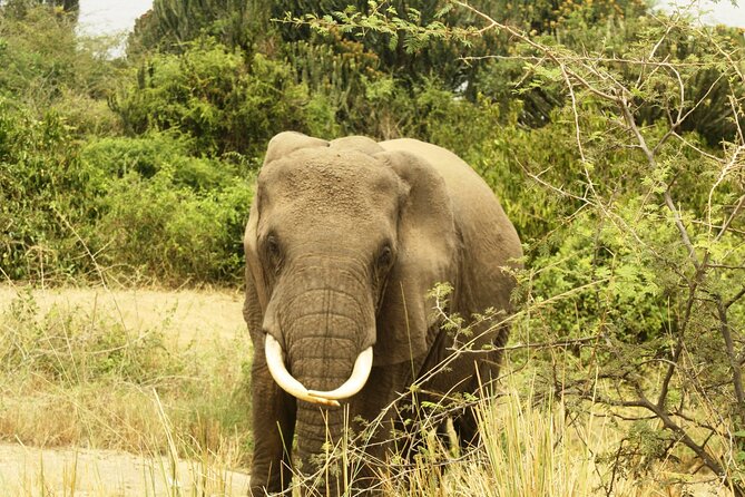 14 Days Uganda Safari Adventure, Gorilla Trekking and WildlifeTour - Days 13 and 14: Lake Mburo and the shoebill search
