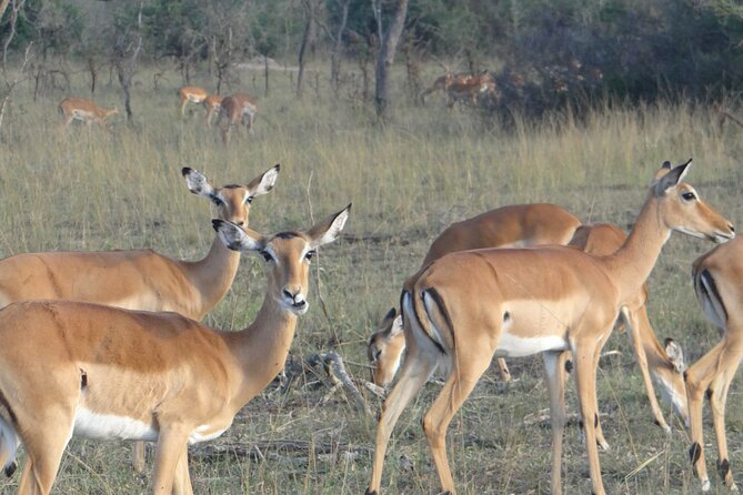 14 Days Uganda Safari Adventure, Gorilla Trekking and WildlifeTour - What the $6,770 price really covers
