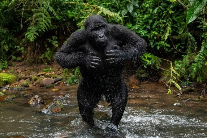 14 Days Uganda Safari Adventure, Gorilla Trekking and WildlifeTour - Days 4 and 5: Kibale’s chimps and Bigodi Wetland