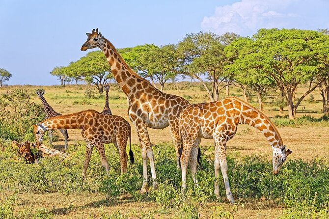 15-Day Gorilla and chimps Trekking, Big 5 and Nature Sighting Safari - What $5,000 buys you in Uganda