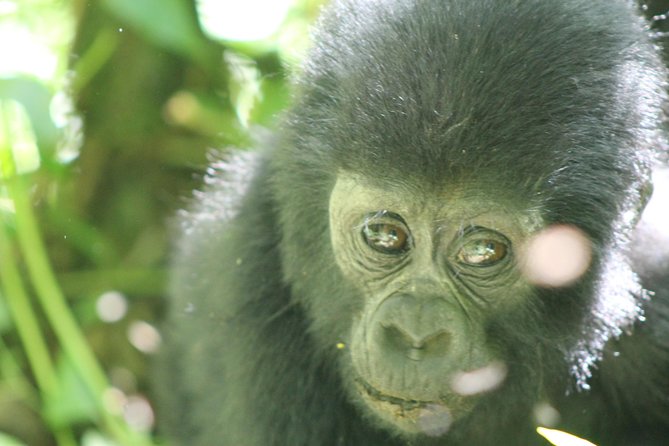 15-Day Gorilla and chimps Trekking, Big 5 and Nature Sighting Safari - Murchison Falls, rhinos, and the Nile