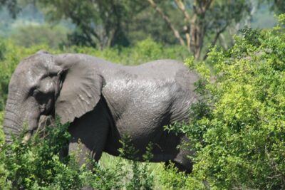 15-Day Gorilla and chimps Trekking, Big 5 and Nature Sighting Safari