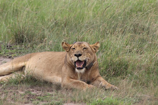 15-Day Gorilla and chimps Trekking, Big 5 and Nature Sighting Safari - Queen Elizabeth for hippos, lions, and crater views