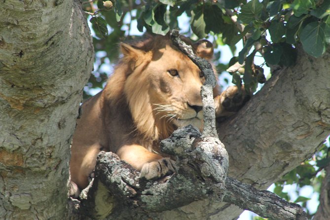 15-Day Gorilla and chimps Trekking, Big 5 and Nature Sighting Safari - Batwa culture and Lake Bunyonyi