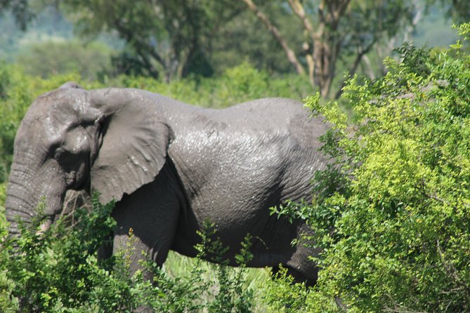 15-Day Gorilla and chimps Trekking, Big 5 and Nature Sighting Safari - Entebbe arrival and the first look at Lake Victoria