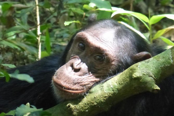 15 Day Gorillas, Chimps and Big 5 Safari Tour - Five things to know before booking