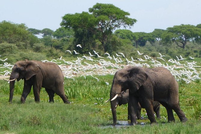 15 Day Gorillas, Chimps and Big 5 Safari Tour - Why this Uganda safari covers so much