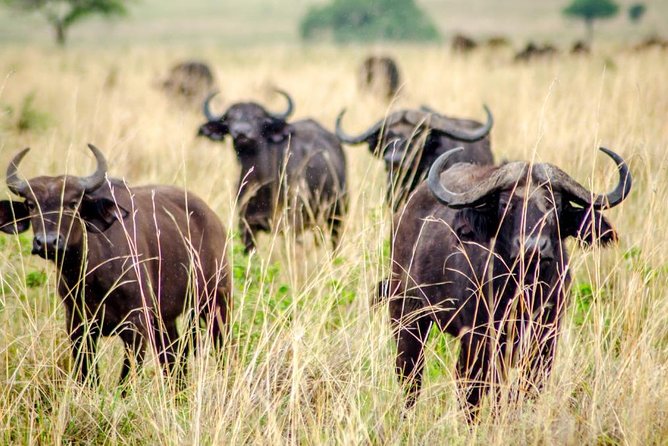 15 Day Gorillas, Chimps and Big 5 Safari Tour - Day 7: Queen Elizabeth National Park and the evening drive