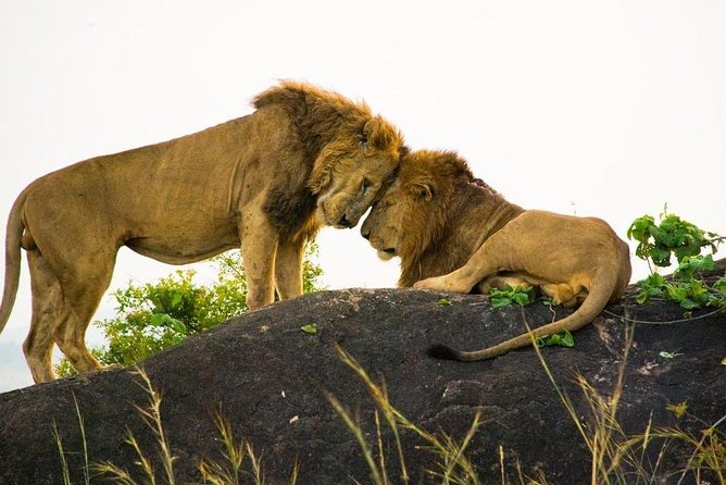 15 Day Gorillas, Chimps and Big 5 Safari Tour - Day 9: The main event, gorilla trekking in Bwindi