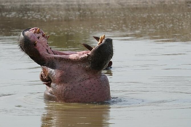 2 Day Guided Murchison Falls And Zziwa Rhino Trekking Safari - Day two: game viewing on the dry savannah