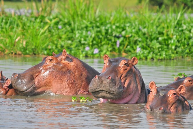 2 Day Guided Murchison Falls And Zziwa Rhino Trekking Safari - Why Ziwa Rhino Sanctuary adds real value