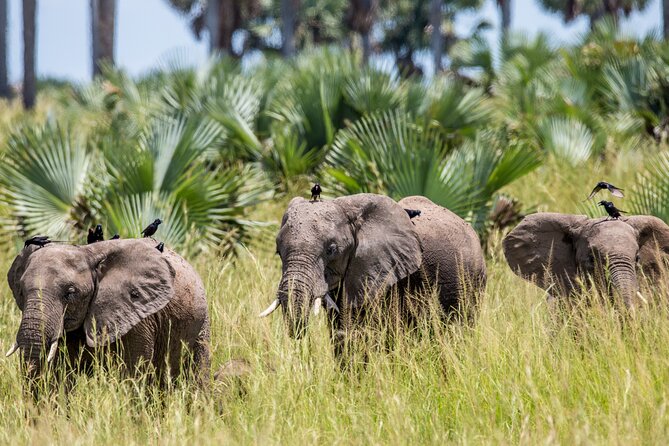 2 Day Guided Murchison Falls And Zziwa Rhino Trekking Safari - Day one: the road from Kampala to Murchison Falls