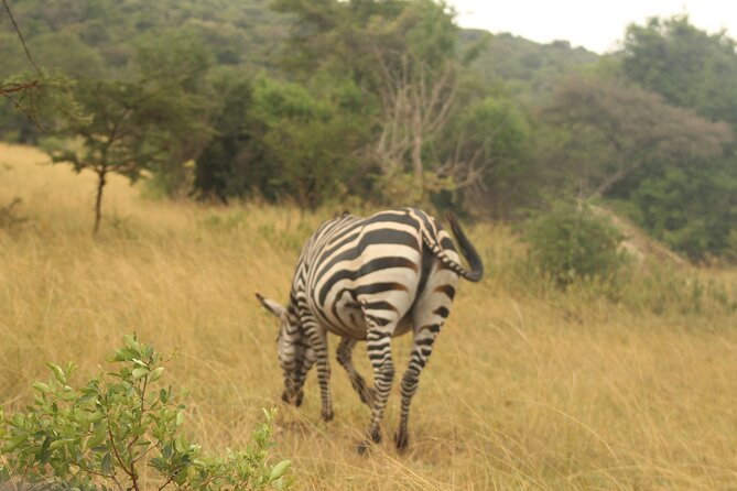 2 Day Lake Mburo National park wildlife Safari - The first game drive through grassland and woodland