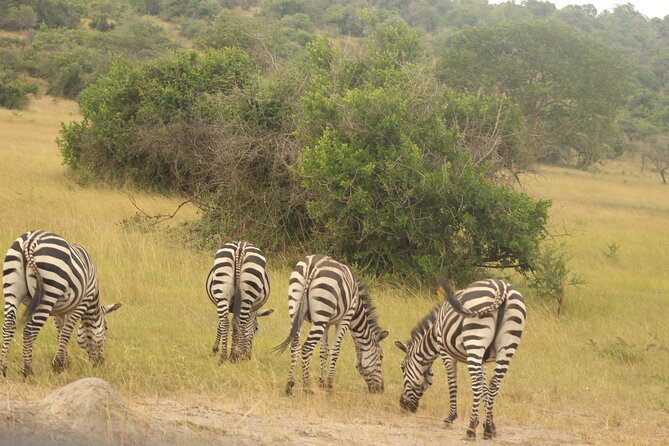2 Day Lake Mburo National park wildlife Safari - The early morning game drive on day two
