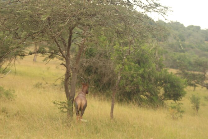 2 Day Lake Mburo National park wildlife Safari - The return to Kampala and the real time commitment
