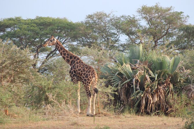 2 Day Lake Mburo National park wildlife Safari - What the $590 price includes