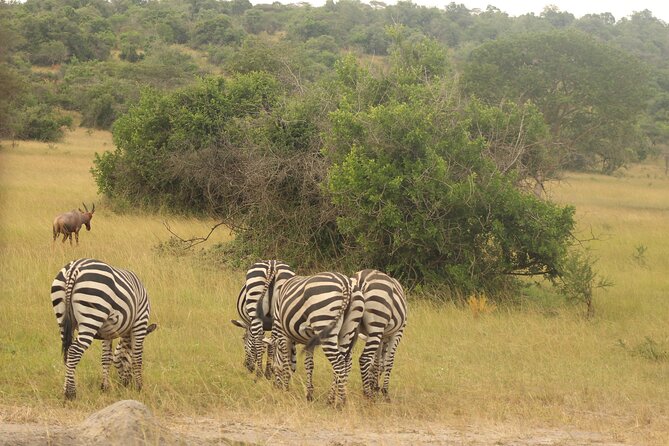 2 Day Lake Mburo National park wildlife Safari - Who should book this Lake Mburo trip