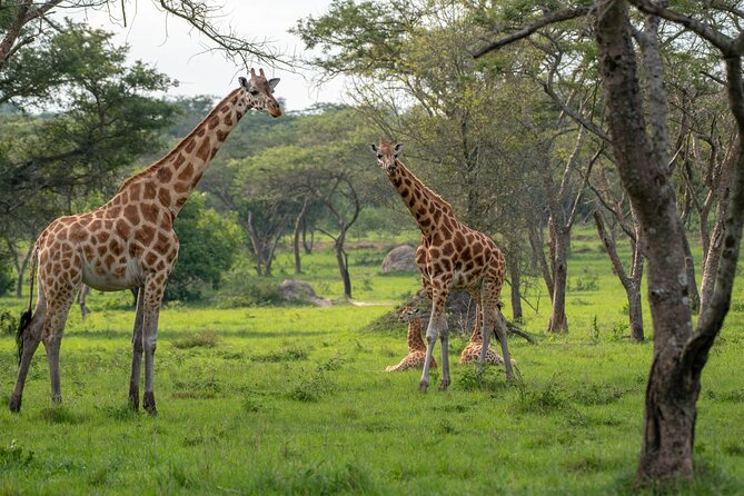 2-Day Wildlife Safari in Lake Mburo National Park - The journey from Kampala to Lake Mburo