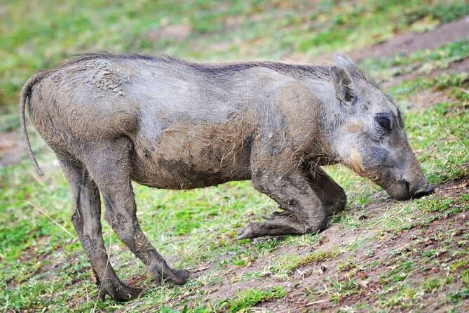 2-Day Wildlife Safari in Lake Mburo National Park - The second day: game drive or cycling safari