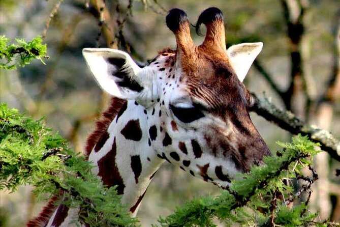 2-Day Wildlife Safari in Lake Mburo National Park - Wildlife you may see at Lake Mburo