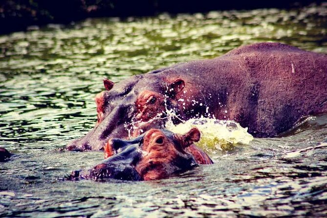 2-Day Wildlife Safari in Lake Mburo National Park - What the $512 price includes