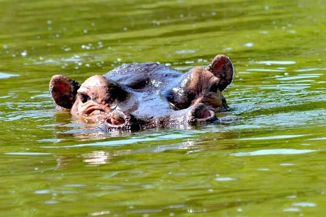 2-Day Wildlife Safari in Lake Mburo National Park - Guide service and group expectations