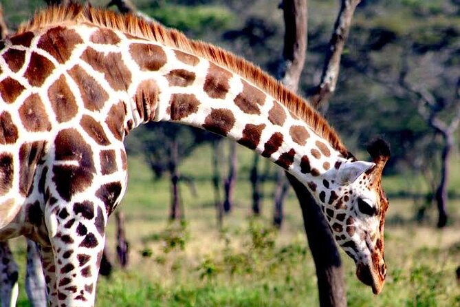 2-Day Wildlife Safari in Lake Mburo National Park - Practical issues to settle before you go