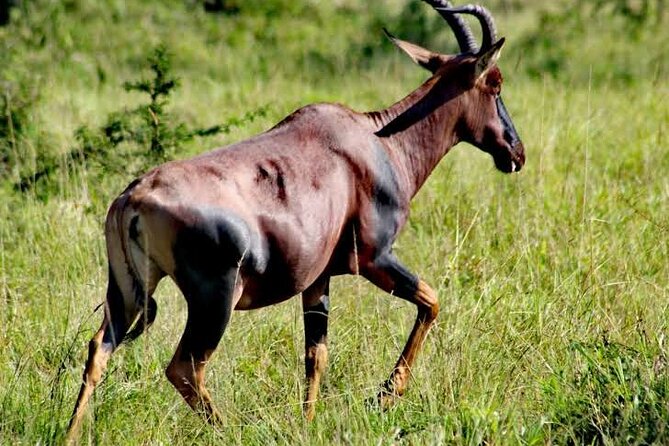 2-Day Wildlife Safari in Lake Mburo National Park - The first day: a park walk and night game drive