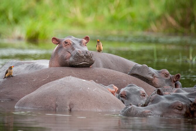 2 Days Budget Safari to Murchison Falls National Park - The top of Murchison Falls