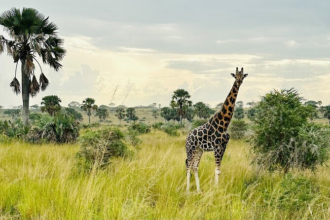 2 Days Budget Safari to Murchison Falls National Park - The return to Kampala