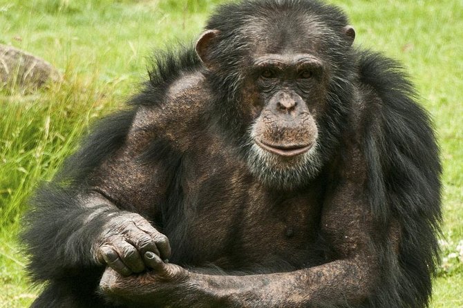 2 Days Chimpazee Safari In kibale Forest Park Uganda. - Why Kibale works for a two-day safari