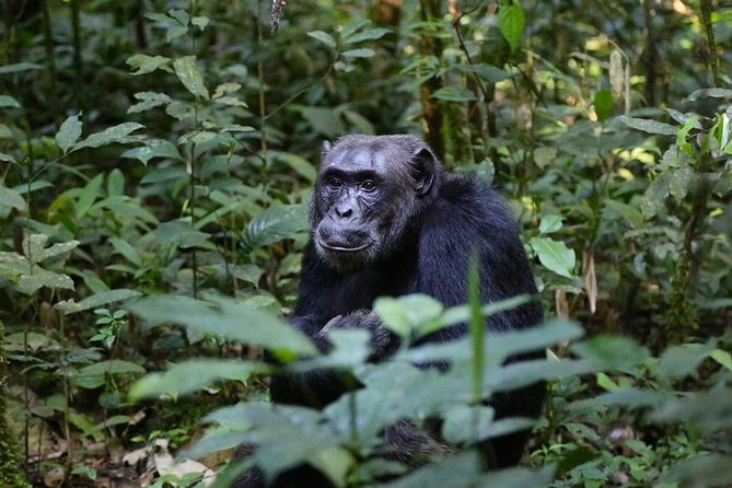 2 Days Chimpazee Safari In kibale Forest Park Uganda. - Confirm Kibale before you travel