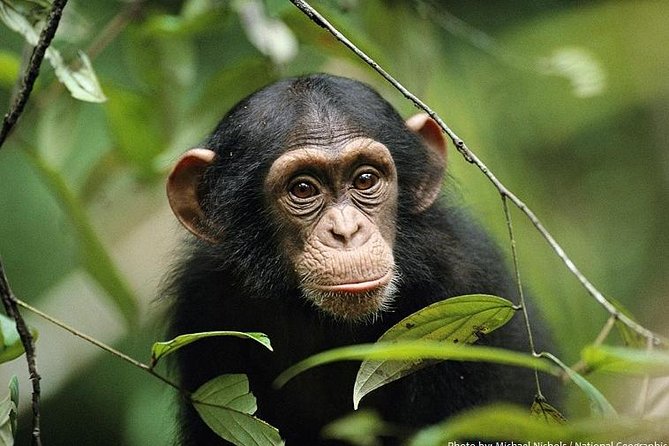 2 Days Chimpazee Safari In kibale Forest Park Uganda. - Who will get the most from this safari