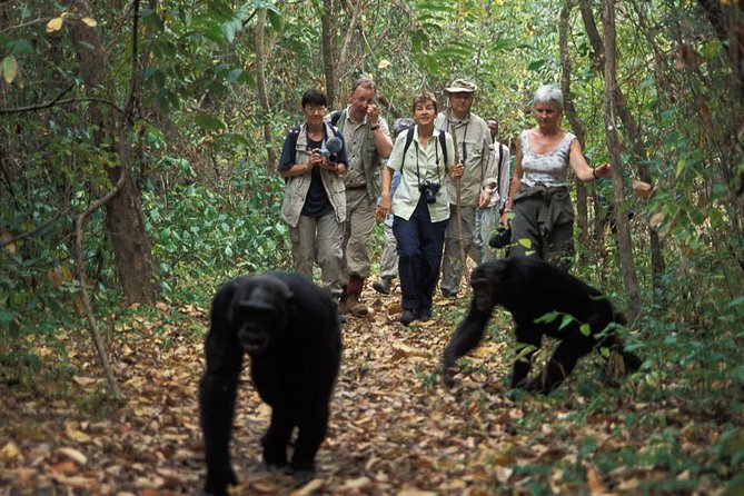 2 Days Chimpazee Safari In kibale Forest Park Uganda. - Practical planning for the two days