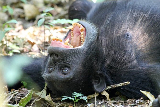 2 Days Chimpazee Safari In kibale Forest Park Uganda. - Day one: the long road from Kampala to Fort Portal