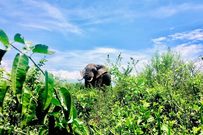 2 Days Family Safari to Murchison Falls Park Uganda - The 6 a.m. start from Entebbe or Kampala