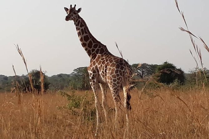 2 Days Family Safari to Murchison Falls Park Uganda - The evening Nile cruise and its wildlife