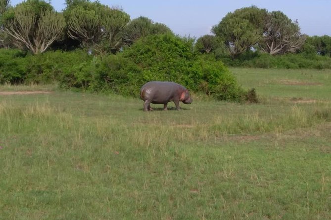 2 Days Family Safari to Murchison Falls Park Uganda - Meals, lodging, and what the price covers