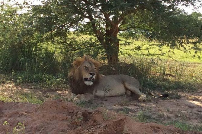 2 days Murchison Falls and Wildlife Game Viewing - The evening game drive on the way to your lodge