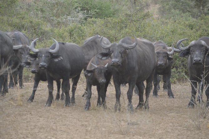 2 days Murchison Falls and Wildlife Game Viewing - What the $690 price really covers