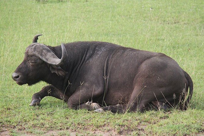 2 days Murchison Falls and Wildlife Game Viewing - Who should book this short safari