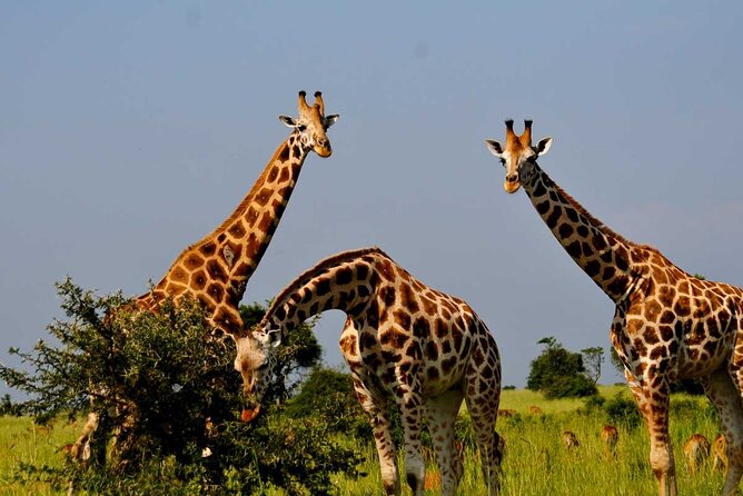 2 Days Murchison Falls Park Vacation - From Kampala to Ziwa Rhino Sanctuary
